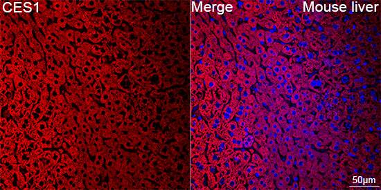 Immunocytochemistry/ Immunofluorescence: Carboxylesterase 1/CES1 Antibody (7C9R6) [Carboxylesterase 1/CES1] - Confocal imaging of paraffin-embedded Mouse liver tissue using Carboxylesterase 1/CES1 Rabbit mAb  followed by a further incubation with Cy3 Goat Anti-Rabbit IgG (H+L)  . DAPI was used for nuclear staining (Blue). Objective: 40x. Perform high pressure antigen retrieval with 0.01 M citrate buffer (pH 6.0) prior to IF staining.