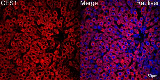Immunocytochemistry/ Immunofluorescence: Carboxylesterase 1/CES1 Antibody (7C9R6) [Carboxylesterase 1/CES1] - Confocal imaging of paraffin-embedded Rat liver tissue using Carboxylesterase 1/CES1 Rabbit mAb  followed by a further incubation with Cy3 Goat Anti-Rabbit IgG (H+L)  . DAPI was used for nuclear staining (Blue). Objective: 40x. Perform high pressure antigen retrieval with 0.01 M citrate buffer (pH 6.0) prior to IF staining.