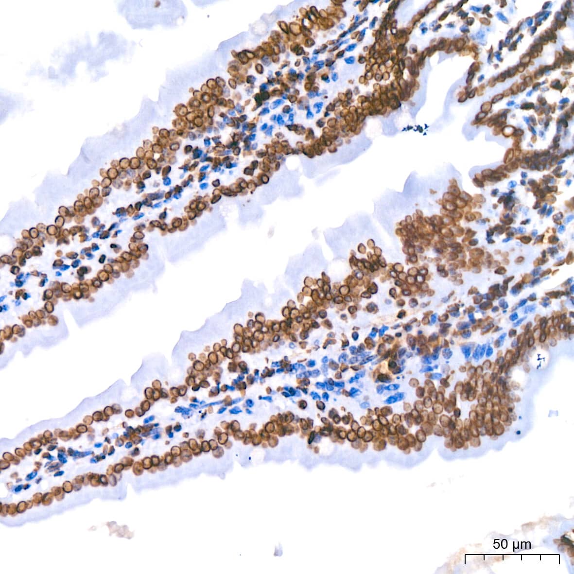 Immunohistochemistry: Lamin B1 Antibody (5H8V8) [Lamin B1] - Immunohistochemistry analysis of paraffin-embedded Mouse colon using Lamin B1 Rabbit mAb  at dilution of 1:400 (40x lens). High pressure antigen retrieval performed with 0.01M Citrate Bufferr (pH 6.0) prior to IHC staining.