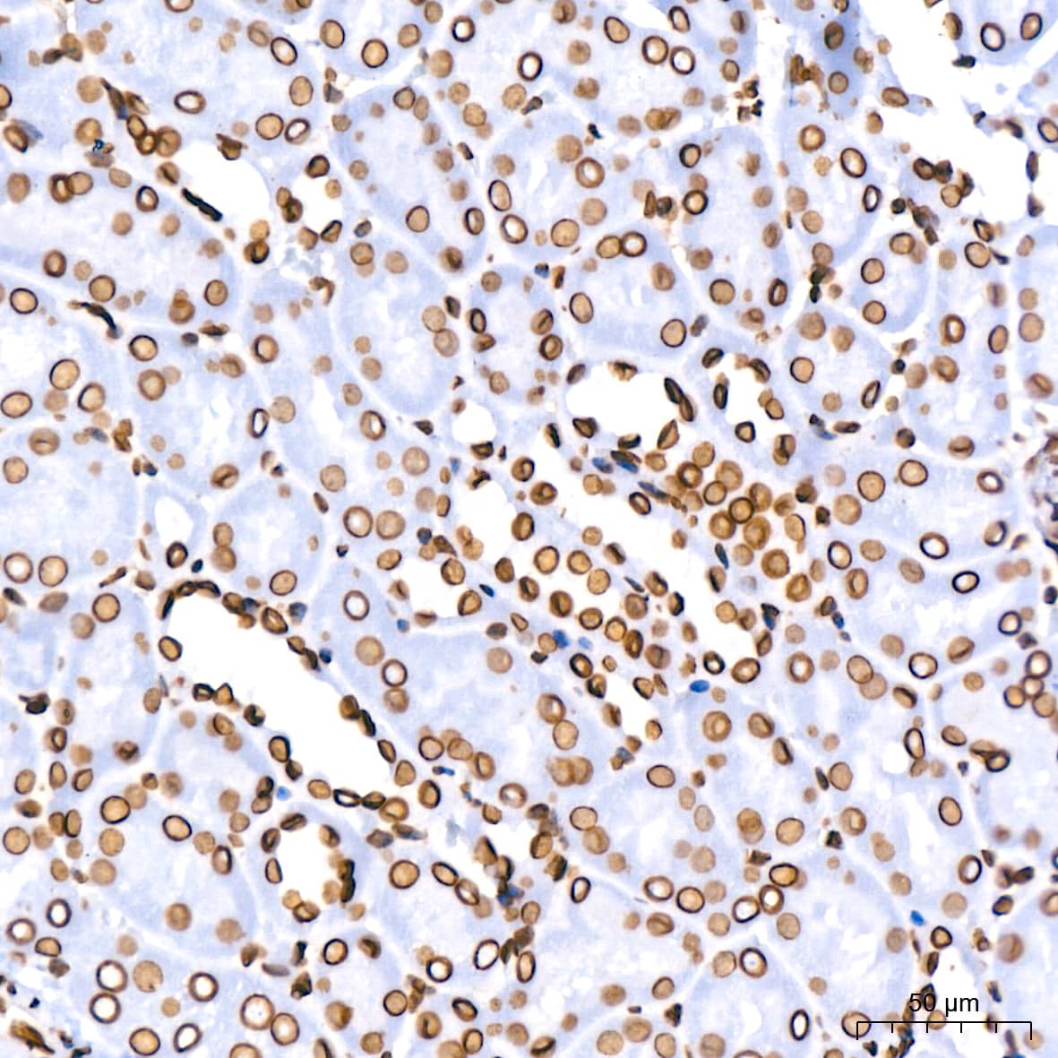 Immunohistochemistry: Lamin B1 Antibody (5H8V8) [Lamin B1] - Immunohistochemistry analysis of paraffin-embedded Mouse kidney using Lamin B1 Rabbit mAb  at dilution of 1:400 (40x lens). High pressure antigen retrieval performed with 0.01M Citrate Bufferr (pH 6.0) prior to IHC staining.