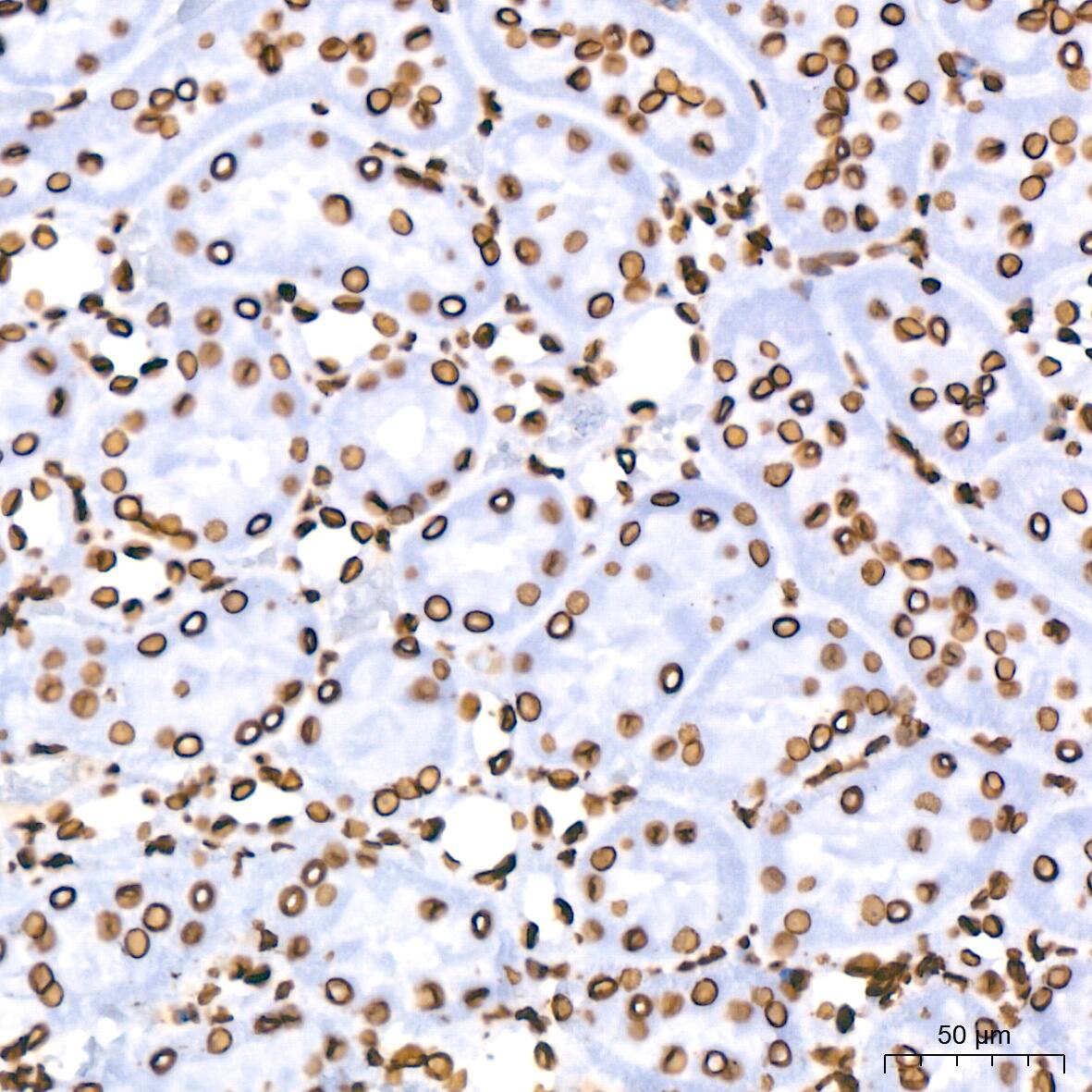 Immunohistochemistry: Lamin B1 Antibody (5H8V8) [Lamin B1] - Immunohistochemistry analysis of paraffin-embedded Rat kidney using Lamin B1 Rabbit mAb  at dilution of 1:400 (40x lens). High pressure antigen retrieval performed with 0.01M Citrate Bufferr (pH 6.0) prior to IHC staining.