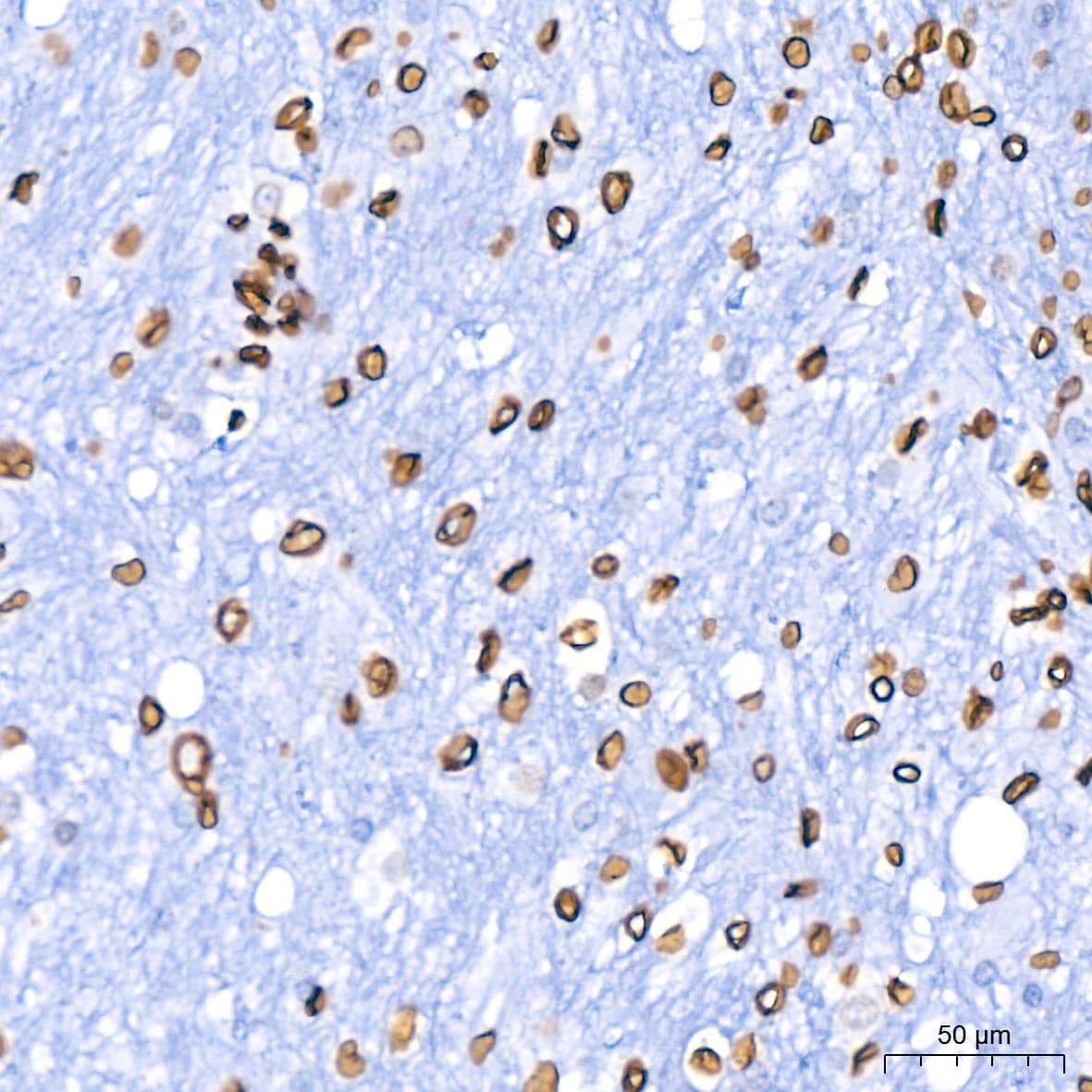 Immunohistochemistry: Lamin B1 Antibody (5H8V8) [Lamin B1] - Immunohistochemistry analysis of paraffin-embedded Human brain using Lamin B1 Rabbit mAb  at dilution of 1:400 (40x lens). High pressure antigen retrieval performed with 0.01M Citrate Bufferr (pH 6.0) prior to IHC staining.