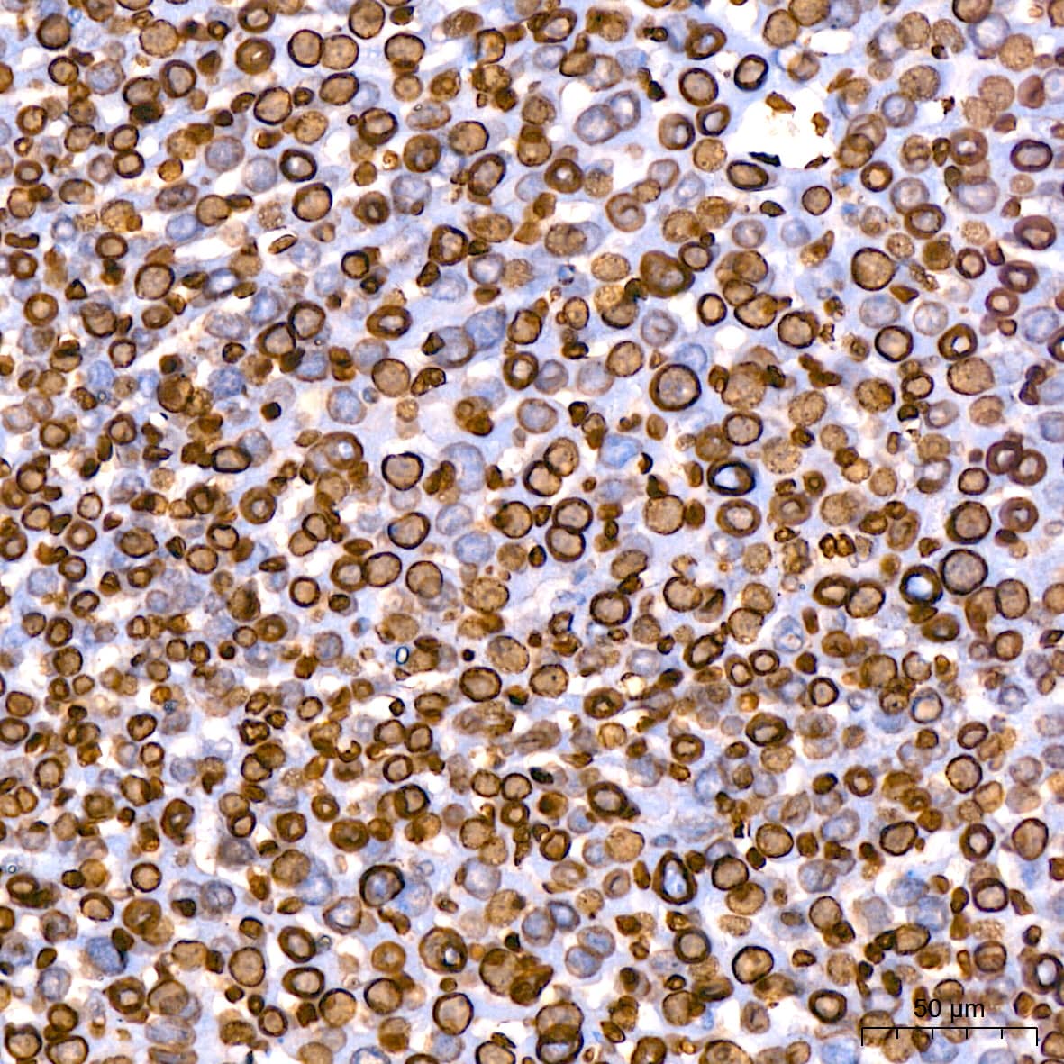 Immunohistochemistry: Lamin B1 Antibody (5H8V8) [Lamin B1] - Immunohistochemistry analysis of paraffin-embedded Mouse liver using Lamin B1 Rabbit mAb  at dilution of 1:200 (40x lens). High pressure antigen retrieval performed with 0.01M Citrate Bufferr (pH 6.0) prior to IHC staining.