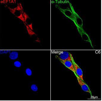 Immunocytochemistry/Immunofluorescence: eEF1A1 Antibody (0X0H8) [NBP3-15399] -Confocal imaging of C6 cells using eEF1A1 Rabbit mAb (dilution 1:100) (Red). The cells were counterstained with  alpha -Tubulin Mouse mAb (,dilution 1:400) (Green). DAPI was used for nuclear staining (blue). Objective: 60x.