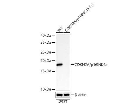  Analysis of lysates from wild type (WT) and CDKN2A/p16INK4a knockout (KO) 293T cells using [KO Validated] CDKN2A/p16INK4a Rabbit mAb at 1:5000 dilution incubated overnight at 4℃.Secondary antibody: HRP-conjugated Goat anti-Rabbit IgG (H+L) at 1:10000 dilution.Lysates/proteins: 25 μg per lane.Blocking buffer: 3% nonfat dry milk in TBST.Detection: ECL Basic Kit. Exposure time: 20s.