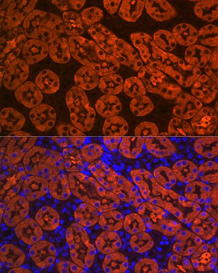 Immunocytochemistry/ Immunofluorescence: FBPase 1 Antibody (7N8C1) [FBPase 1] - Immunofluorescence analysis of paraffin-embedded mouse kidney using FBPase 1 Rabbit mAb  at dilution of 1:100 (40x lens). Secondary antibody: Cy3-conjugated Goat anti-Rabbit IgG (H+L)  at 1:500 dilution. Blue: DAPI for nuclear staining.