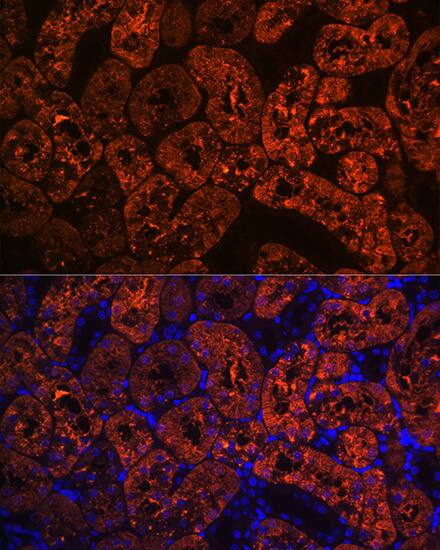 Immunocytochemistry/ Immunofluorescence: FBPase 1 Antibody (7N8C1) [FBPase 1] - Immunofluorescence analysis of paraffin-embedded rat kidney using FBPase 1 Rabbit mAb  at dilution of 1:100 (40x lens). Secondary antibody: Cy3-conjugated Goat anti-Rabbit IgG (H+L)  at 1:500 dilution. Blue: DAPI for nuclear staining.