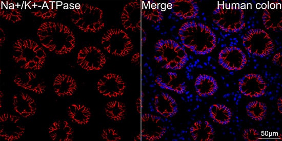 Immunocytochemistry/ Immunofluorescence: Sodium Potassium ATPase Alpha 1 Antibody (3L6F0) [Sodium Potassium ATPase Alpha 1] - Confocal imaging of human colon using Sodium Potassium ATPase Alpha 1 Rabbit mAb  . DAPI was used for nuclear staining (blue). Objective: 40x. Perform high pressure antigen retrieval with 10 mM citrate buffer pH 6.0 before commencing with IF staining protocol.