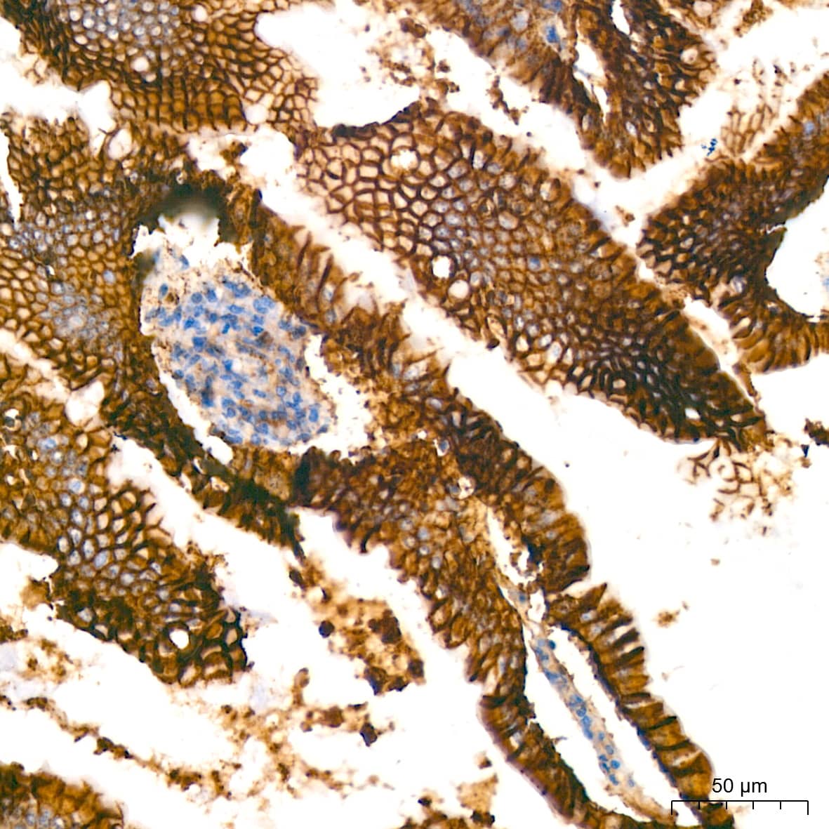 Immunohistochemistry: Sodium Potassium ATPase Alpha 1 Antibody (3L6F0) [Sodium Potassium ATPase Alpha 1] - Immunohistochemistry analysis of paraffin-embedded Mouse colon tissue using Sodium Potassium ATPase Alpha 1 Rabbit mAb  at dilution of 1:400 (40x lens). High pressure antigen retrieval performed with 0.01M Citrate Bufferr (pH 6.0) prior to IHC staining.