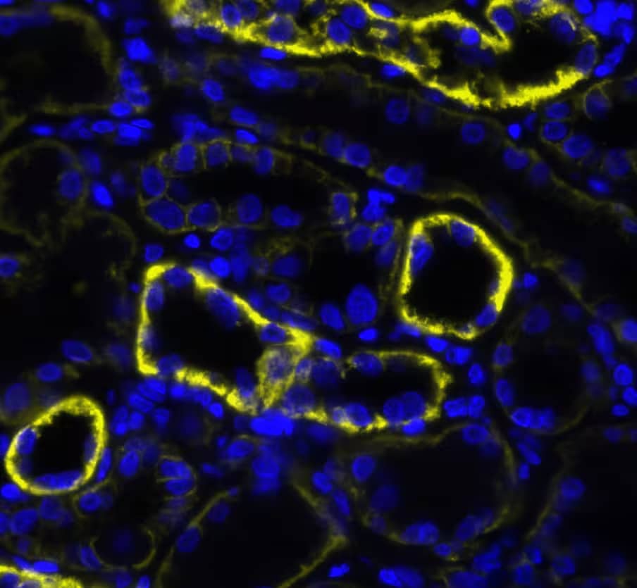 Sodium Potassium ATPase was detected in immersion fixed paraffin-embedded sections of human kidney using Rabbit Anti-Human Sodium Potassium ATPase, Monoclonal Antibody (Catalog #NBP3-15427) at a 1:8000 dilution at 37° Celsius for 2 minutes. Before incubation with the primary antibody, tissue underwent an all-in-one dewaxing and antigen retrieval preprocessing using PreTreatment Module (PT Module) and Dewax and HIER Buffer H (pH 9; Epredia Catalog # TA-999-DHBH). Tissue was stained using the Alexa Fluor™ Plus 555 Goat anti-Rabbit IgG Secondary Antibody at 1:100 at 37 ° Celsius for 2 minutes. (Yellow; Lunaphore Catalog # DR555RB) and counterstained with DAPI (blue; Lunaphore Catalog # DR100). Specific staining was localized to the membrane. Protocol available in COMET™ Panel Builder.