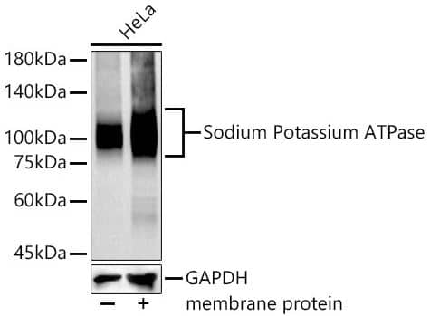 Western Blot: Sodium Potassium ATPase Alpha 1 Antibody (3L6F0) [NBP3-15427] - Analysis of extracts from HeLa cells, using Na+/K+-ATPase Rabbit mAb at 1:50000 dilution.Membrane protein extract isolated from Hela cells. Secondary antibody: HRP Goat Anti-Rabbit IgG (H+L) at 1:10000 dilution. Lysates/proteins: 25ug per lane. Blocking buffer: 3% nonfat dry milk in TBST. Detection: ECL Basic Kit. Exposure time: 30s.