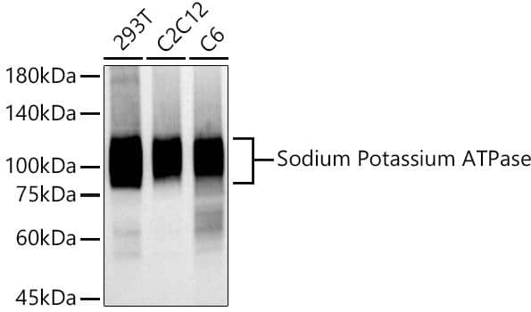 Western Blot: Sodium Potassium ATPase Alpha 1 Antibody (3L6F0) [NBP3-15427] - Analysis of various lysates, using Na+/K+-ATPase Rabbit mAb at 1:50000 dilution. Membrane protein extract isolated from Hela cells. Secondary antibody: HRP Goat Anti-Rabbit IgG (H+L) at 1:10000 dilution. Lysates/proteins: 25ug per lane. Blocking buffer: 3% nonfat dry milk in TBST.Detection: ECL Basic Kit. Exposure time: 30s.