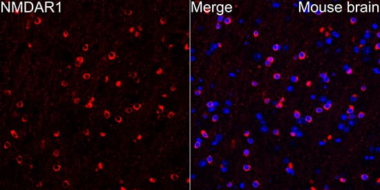 Immunocytochemistry/ Immunofluorescence: NMDAR1 Antibody (1H1T3) [NMDAR1] - Immunofluorescence analysis of paraffin-embedded Mouse brain tissue using NMDAR1 Rabbit mAb  at a dilution of 1:100 (40x lens). Secondary antibody: Cy3-conjugated Goat anti-Rabbit IgG (H+L)  at 1:500 dilution. Blue: DAPI for nuclear staining. Perform microwave antigen retrieval with 0.01 M citrate buffer (pH 6.0) prior to IF staining.