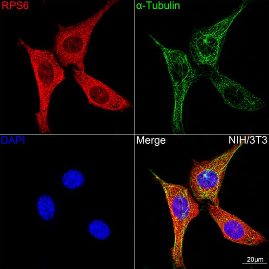 Immunocytochemistry/ Immunofluorescence: Ribosomal Protein S6/RPS6 Antibody (4C7P4) [Ribosomal Protein S6/RPS6] - Confocal imaging of NIH/3T3 cells using Ribosomal Protein S6/RPS6 Rabbit mAb . The cells were counterstained with alpha-Tubulin Mouse mAb  (Green). DAPI was used for nuclear staining (blue). Objective: 100x.