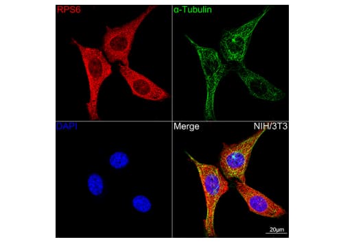 ICC/IF: Ribosomal Protein S6/RPS6 Antibody (4C7P4) [NBP3-15435] -Confocal imaging of NIH/3T3 cells using S6 Ribosomal Protein (RPS6) Rabbit mAb (dilution 1:100)(Red). The cells were counterstained with  alpha -Tubulin Mouse mAb (dilution 1:400) (Green). DAPI was used for nuclear staining (blue). Objective: 100x.