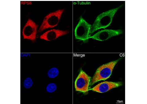 ICC/IF: Ribosomal Protein S6/RPS6 Antibody (4C7P4) [NBP3-15435] -Confocal imaging of C6 cells using S6 Ribosomal Protein (RPS6) Rabbit mAb (dilution 1:100)(Red). The cells were counterstained with  alpha -Tubulin Mouse mAb (dilution 1:400) (Green). DAPI was used for nuclear staining (blue). Objective: 100x.