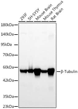 Western Blot: beta Tubulin Antibody (4E9G8) [beta Tubulin] - Western blot analysis of various lysates using beta Tubulin Rabbit mAb  at 1:5000 dilution.Secondary antibody: HRP-conjugated Goat anti-Rabbit IgG (H+L)  at 1:10000 dilution.Lysates/proteins: 25ug per lane.Blocking buffer: 3% nonfat dry milk in TBST.Detection: ECL Basic Kit .Exposure time: 20s.