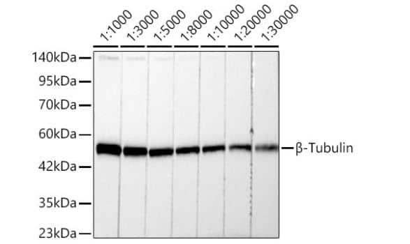 Western Blot: beta Tubulin Antibody (4E9G8) [NBP3-15439] - Analysis of lysates from 293F cells, using  beta -Tubulin Rabbit mAb at 1:1000-1:30000 dilution.Secondary antibody: HRP-conjugated Goat anti-Rabbit IgG (H+L) at 1:10000 dilution.Lysates/proteins: 25ug per lane.Blocking buffer: 3% nonfat dry milk in TBST.Detection: ECL Basic Kit. Exposure time: 10s.