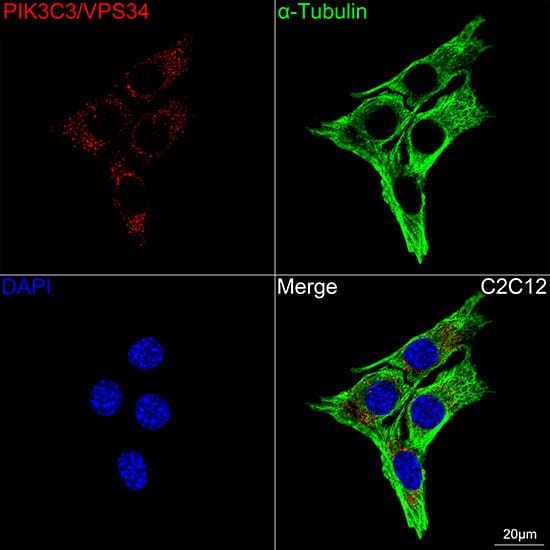 Immunocytochemistry/ Immunofluorescence: VPS34 Antibody (9U5O3) [VPS34] - Confocal imaging of C2C12 cells using VPS34 Rabbit mAb  followed by a further incubation with Cy3 Goat Anti-Rabbit IgG (H+L)  . The cells were counterstained with alpha-Tubulin Mouse mAb  followed by incubation with ABflo 488-conjugated Goat Anti-Mouse IgG (H+L) Ab  (Green). DAPI was used for nuclear staining (Blue). Objective: 100x.