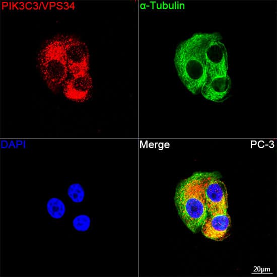 Immunocytochemistry/ Immunofluorescence: VPS34 Antibody (9U5O3) [VPS34] - Confocal imaging of PC-3 cells using VPS34 Rabbit mAb   followed by a further incubation with Cy3 Goat Anti-Rabbit IgG (H+L)  . The cells were counterstained with alpha-Tubulin Mouse mAb  followed by incubation with ABflo 488-conjugated Goat Anti-Mouse IgG (H+L) Ab  (Green). DAPI was used for nuclear staining (Blue). Objective: 100x.