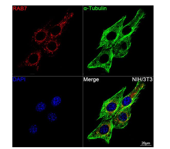 Confocal imaging of NIH/3T3 cells using RAB7 Rabbit mAb (dilution 1:2000) followed by a further incubation with Cy3 Goat Anti-Rabbit IgG (H+L) dilution 1:500) (Red). The cells were counterstained with  alpha -Tubulin Mouse mAb (dilution 1:400) followed by incubation with ABflo® 488-conjugated Goat Anti-Mouse IgG (H+L) Ab (dilution 1:500) (Green). DAPI was used for nuclear staining (Blue). Objective: 100x.