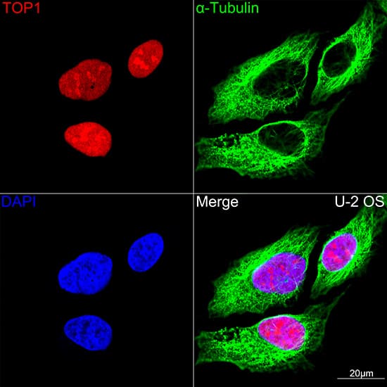 Immunocytochemistry/ Immunofluorescence: Topoisomerase I Antibody (3D4W6) [Topoisomerase I] - Confocal imaging of U-2 OS cells using Topoisomerase I Rabbit mAb . The cells were counterstained with alpha-Tubulin Mouse mAb  (Green). DAPI was used for nuclear staining (blue). Objective: 100x.