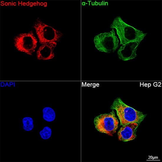 Immunocytochemistry/ Immunofluorescence: Sonic Hedgehog/Shh Antibody (8T4D3) [Sonic Hedgehog/Shh] - Confocal imaging of Hep G2 cells using Sonic Hedgehog/Shh Rabbit mAb  followed by a further incubation with Cy3 Goat Anti-Rabbit IgG (H+L)  . The cells were counterstained with alpha-Tubulin Mouse mAb  followed by incubation with ABflo 488-conjugated Goat Anti-Mouse IgG (H+L) Ab  (Green). DAPI was used for nuclear staining (Blue). Objective: 100x.