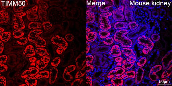 Immunocytochemistry/ Immunofluorescence: TIMM50 Antibody (0W6J4) [NBP3-15459] - Confocal imaging of paraffin-embedded Mouse kidney tissue using TIMM50 Rabbit mAb  followed by a further incubation with Cy3 Goat Anti-Rabbit IgG (H+L)  . DAPI was used for nuclear staining (Blue). Objective: 40x. Perform high pressure antigen retrieval with 0.01 M citrate buffer (pH 6.0) prior to IF staining.