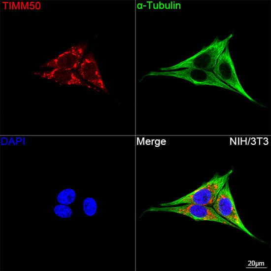 Immunocytochemistry/ Immunofluorescence: TIMM50 Antibody (0W6J4) [NBP3-15459] - Confocal imaging of NIH/3T3 cells using TIMM50 Rabbit mAb  followed by a further incubation with Cy3 Goat Anti-Rabbit IgG (H+L)  . The cells were counterstained with alpha-Tubulin Mouse mAb  followed by incubation with ABflo 488-conjugated Goat Anti-Mouse IgG (H+L) Ab  (Green). DAPI was used for nuclear staining (Blue). Objective: 100x.