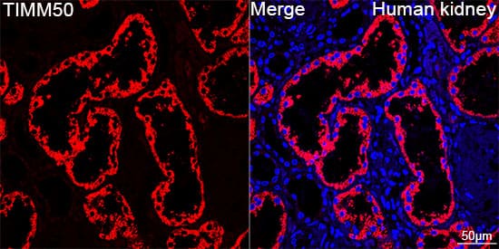 Immunocytochemistry/ Immunofluorescence: TIMM50 Antibody (0W6J4) [NBP3-15459] - Confocal imaging of paraffin-embedded Human kidney tissue using TIMM50 Rabbit mAb  followed by a further incubation with Cy3 Goat Anti-Rabbit IgG (H+L)  . DAPI was used for nuclear staining (Blue). Objective: 40x. Perform high pressure antigen retrieval with 0.01 M citrate buffer (pH 6.0) prior to IF staining.