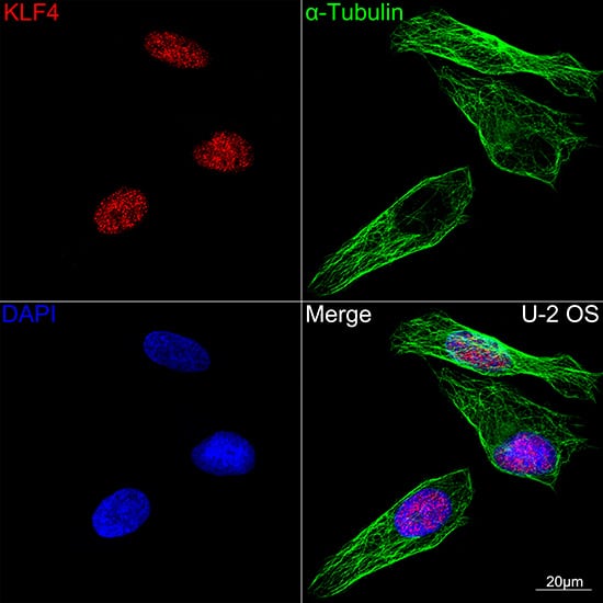 Immunocytochemistry/ Immunofluorescence: KLF4 Antibody (7B7U1) [KLF4] - Confocal imaging of U-2 OS cells using KLF4 Rabbit mAb . The cells were counterstained with alpha-Tubulin Mouse mAb  (Green). DAPI was used for nuclear staining (blue). Objective: 100x.