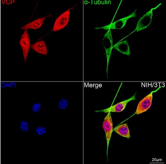 Immunocytochemistry/Immunofluorescence: p97/VCP Antibody (3P8T3) [NBP3-15478] -Confocal imaging of NIH/3T3 cells using VCP Rabbit mAb (dilution 1:200) followed by a further incubation with Cy3 Goat Anti-Rabbit IgG (H+L) (dilution 1:500) (Red). The cells were counterstained with  alpha -Tubulin Mouse mAb (dilution 1:400) followed by incubation with ABflo® 488-conjugated Goat Anti-Mouse IgG (H+L) Ab (dilution 1:500) (Green). DAPI was used for nuclear staining (Blue). Objective: 100x.