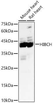 Western Blot: HIBCH Antibody - Azide and BSA Free [HIBCH] - Western blot analysis of various lysates, using HIBCH Rabbit pAb  at 1:1000 dilution.Secondary antibody: HRP-conjugated Goat anti-Rabbit IgG (H+L)  at 1:10000 dilution.Lysates/proteins: 25ug per lane.Blocking buffer: 3% nonfat dry milk in TBST.Detection: ECL Basic Kit .Exposure time: 60s.