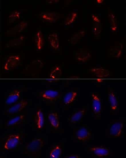 Immunocytochemistry/ Immunofluorescence: MRPS7 Antibody - Azide and BSA Free [NBP3-15524] - Immunofluorescence analysis of U-2 OS cells using MRPS7 Rabbit pAb  at dilution of 1:100. Secondary antibody: Cy3 Goat Anti-Rabbit IgG (H+L)  at 1:500 dilution. Blue: DAPI for nuclear staining.