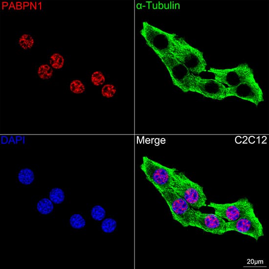 Immunocytochemistry/ Immunofluorescence: PABPN1 Antibody (7V4X8) [PABPN1] - Confocal imaging of C2C12 cells  using PABPN1 Rabbit mAb   followed by a further incubation with Cy3 Goat Anti-Rabbit IgG (H+L) .The cells were counterstained with alpha-Tubulin Mouse mAb  followed by incubation with ABflo 488-conjugated Goat Anti-Mouse IgG (H+L) Ab  (Green).DAPI was used for nuclear staining (Blue). Objective: 100x.