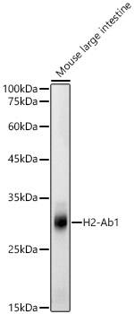 Western Blot: I-Ab Antibody - Azide and BSA Free [I-Ab] - Western blot analysis of lysates from Mouse large intestine, using I-Ab Rabbit pAb  at 1:500 dilution.Secondary antibody: HRP-conjugated Goat anti-Rabbit IgG (H+L)  at 1:10000 dilution.Lysates/proteins: 25ug per lane.Blocking buffer: 3% nonfat dry milk in TBST.Detection: ECL Basic Kit .Exposure time: 20s.