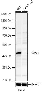 Western Blot: SAV1 Antibody - Azide and BSA Free [SAV1] - Western blot analysis of lysates from wild type (WT) and SAV1 knockout (KO) HeLa(KO) cells, using SAV1 Rabbit pAb  at 1:1000 dilution.Secondary antibody: HRP-conjugated Goat anti-Rabbit IgG (H+L)  at 1:10000 dilution.Lysates/proteins: 25ug per lane.Blocking buffer: 3% nonfat dry milk in TBST.Detection: ECL Basic Kit .Exposure time: 50s.