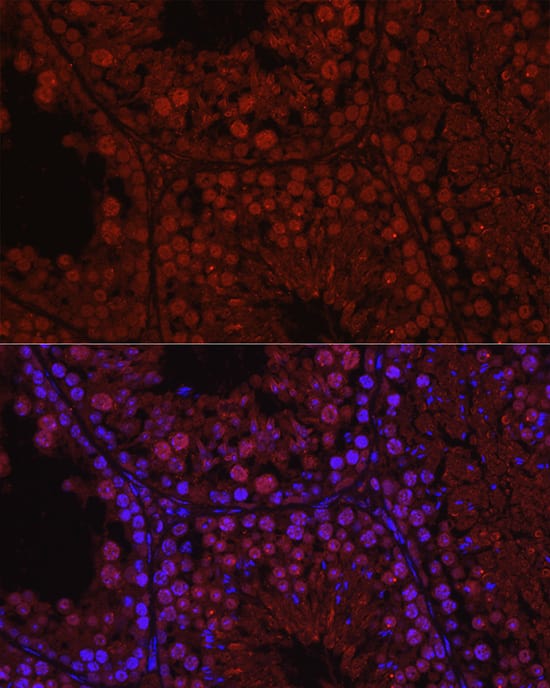 Immunocytochemistry/ Immunofluorescence: C1orf146 Antibody - Azide and BSA Free [NBP3-15597] - Immunofluorescence analysis of paraffin-embedded mouse testis using C1orf146 Rabbit pAb  at dilution of 1:100 (40x lens). Secondary antibody: Cy3 Goat Anti-Rabbit IgG (H+L)  at 1:500 dilution. Blue: DAPI for nuclear staining.