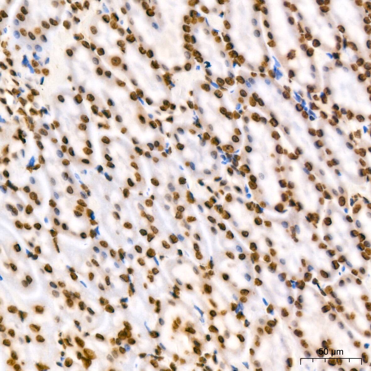 Immunohistochemistry: Histone H2B Antibody (3U2P5) [Histone H2B] - Immunohistochemistry analysis of paraffin-embedded Rat kidney tissue using Histone H2B Rabbit mAb  at a dilution of 1:200 (40x lens). High pressure antigen retrieval performed with 0.01M Tris-EDTA Buffer (pH 9.0) prior to IHC staining.