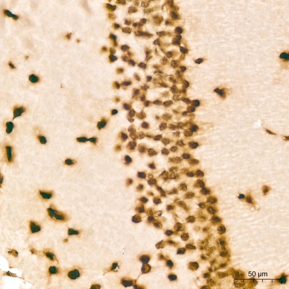 Immunohistochemistry: Histone H2B Antibody (3U2P5) [Histone H2B] - Immunohistochemistry analysis of paraffin-embedded Mouse brain tissue using Histone H2B Rabbit mAb  at a dilution of 1:200 (40x lens). High pressure antigen retrieval performed with 0.01M Tris-EDTA Buffer (pH 9.0) prior to IHC staining.