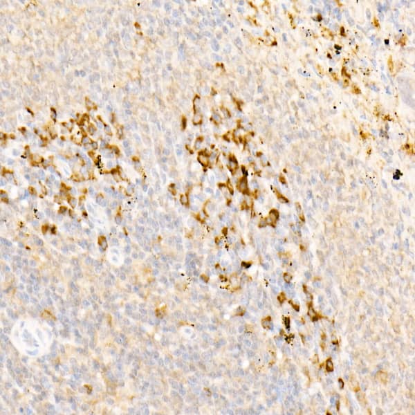 Immunohistochemistry: RAI16 Antibody - Azide and BSA Free [RAI16] - Immunohistochemistry analysis of paraffin-embedded Rat spleen using RAI16 Rabbit pAb  at dilution of 1:100 (40x lens). High pressure antigen retrieval performed with 0.01M Citrate Bufferr (pH 6.0) prior to IHC staining.