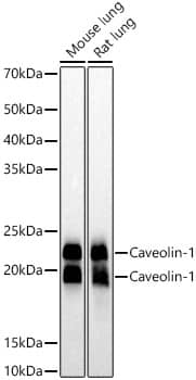 Western Blot: Caveolin-1 Antibody (10Y5L2) [Caveolin-1] - Western blot analysis of various lysates, using Caveolin-1 Rabbit mAb  at  1:10000 dilution.Secondary antibody: HRP-conjugated Goat anti-Rabbit IgG (H+L)  at 1:10000 dilution.Lysates/proteins: 25ug per lane.Blocking buffer: 3% nonfat dry milk in TBST.Detection: ECL Basic Kit .Exposure time: 10s.