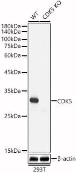 Western Blot: Cdk5 Antibody (7C8T10) [Cdk5] - Western blot analysis of lysates from wild type(WT) and Cdk5 knockout (KO) 293T(KO) cells, using [KO Validated] Cdk5 Rabbit mAb  at 1:1000 dilution.Secondary antibody: HRP Goat Anti-Rabbit IgG (H+L)  at 1:10000 dilution.Lysates/proteins: 25ug per lane.Blocking buffer: 3% nonfat dry milk in TBST.Detection: ECL Basic Kit .Exposure time: 1s.