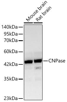 Western Blot: CNPase Antibody (8O3B6) [NBP3-15622] - Western blot analysis of various lysates using CNPase Rabbit mAb  at 1:1000 dilution.Secondary antibody: HRP Goat Anti-Rabbit IgG (H+L)  at 1:10000 dilution.Lysates/proteins: 25ug per lane.Blocking buffer: 3% nonfat dry milk in TBST.Detection: ECL Basic Kit .Exposure time: 10s.