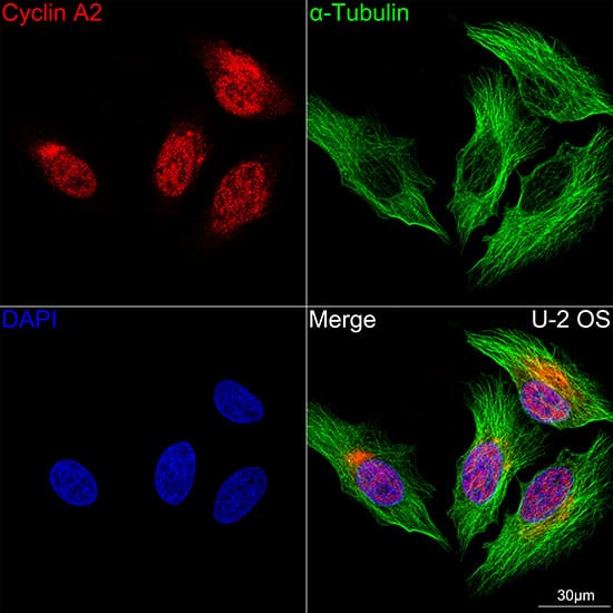 Immunocytochemistry/ Immunofluorescence: Cyclin A2 Antibody (3E9Z3) [Cyclin A2] - Confocal imaging of U-2 OS cells using Cyclin A2 Rabbit mAb  . The cells were counterstained with alpha-Tubulin Mouse mAb  (Green). DAPI was used for nuclear staining (blue). Objective: 100x.