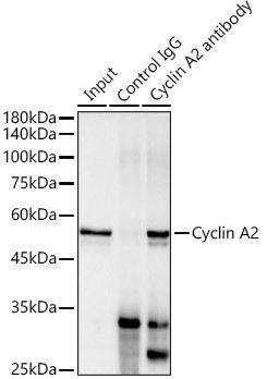 Analysis o.f 300ug extracts of HeLa cells using 3ug Cyclin A2 antibody. Western blot was performed from the immunoprecipitate using Cyclin A2 antibody at a dilution of 1:1000.