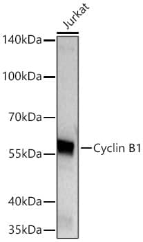 <b>Genetic Strategies Validation. </b>Western Blot: Cyclin B1 Antibody (1Q3E9) [Cyclin B1] - Western blot analysis of lysates from Jurkat cells using [KO Validated] Cyclin B1 Rabbit mAb  at 1:5000 dilution incubated at room temperature for 1.5 hours.Secondary antibody: HRP-conjugated Goat anti-Rabbit IgG (H+L)  at 1:10000 dilution.Lysates/proteins: 25 ug per lane.Blocking buffer: 3% nonfat dry milk in TBST.Detection: ECL Basic Kit .Exposure time: 45s.