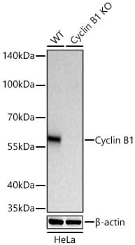 Western Blot: Cyclin B1 Antibody (1Q3E9) [NBP3-15626] - Western blot analysis of lysates from wild type (WT) and Cyclin B1 knockout (KO) HeLa cells using [KO Validated] Cyclin B1 Rabbit mAb  at 1:5000 dilution incubated at room temperature for 1.5 hours.Secondary antibody: HRP-conjugated Goat anti-Rabbit IgG (H+L)  at 1:10000 dilution.Lysates/proteins: 25 ug per lane.Blocking buffer: 3% nonfat dry milk in TBST.Detection: ECL Basic Kit .Exposure time: 45s.