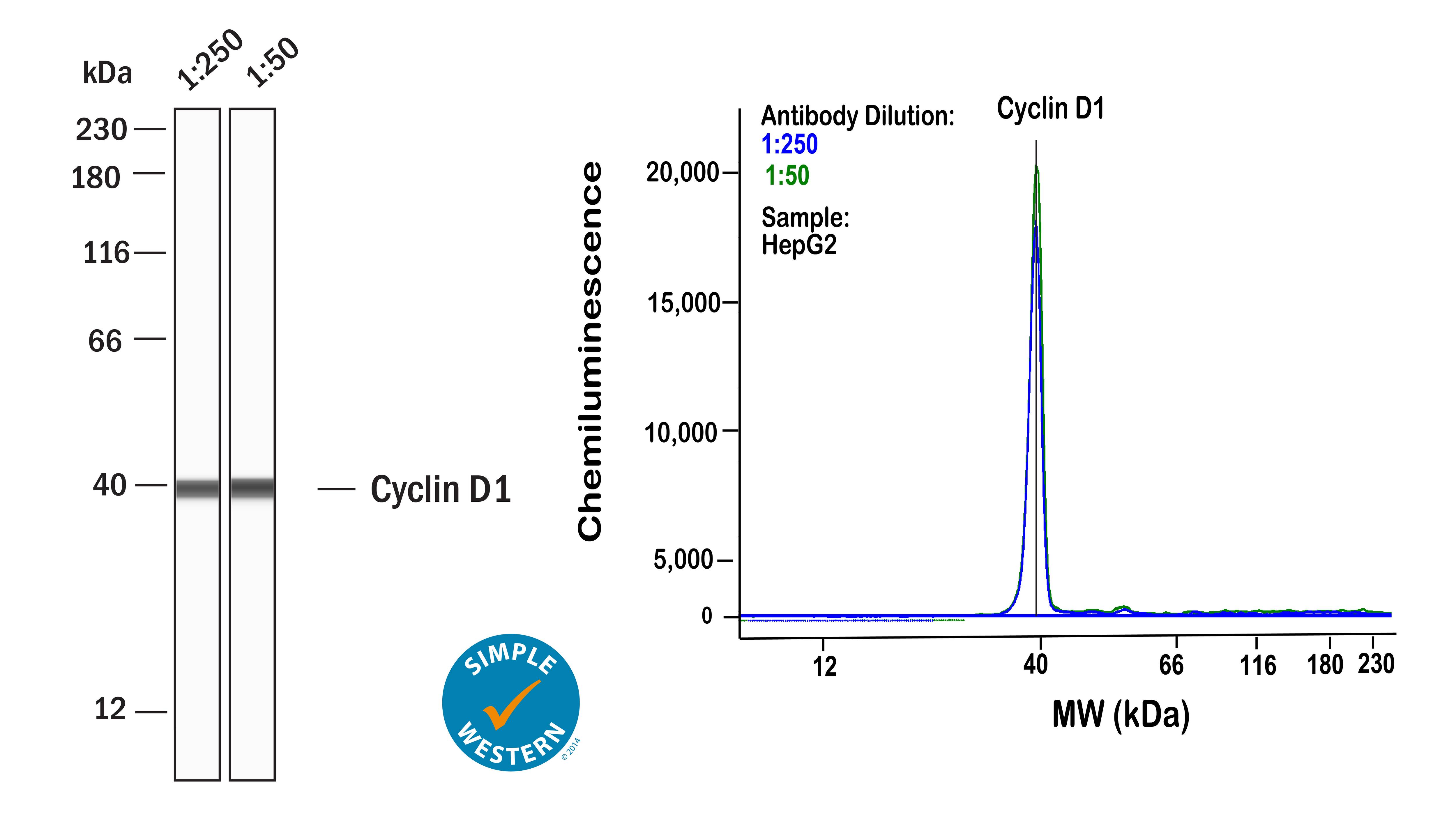 Left: Simple Western lane view shows lysates of HepG2 human hepatocellular carcinoma cell line, loaded at 1 mg/ml. A specific band was detected for Cyclin D1 at approximately 40 kDa (as indicated) using both 1:250 and 1:50 of Rabbit Anti-Human Cyclin D1 Monoclonal Antibody (Catalog # NBP3-15627) followed by HRP-conjugated Goat Anti-Rabbit Secondary Antibody (Catalog # 042-206). This experiment was conducted under reducing conditions and using the 12-230kDa separation system. Right: Simple Western electropherogram showing the same Rabbit Anti-Human Cyclin D1 Monoclonal Antibody (Catalog # NBP3-15627) tested at 1:250 (blue line) and 1:50 (green line) in the HepG2 human hepatocellular carcinoma cell line.