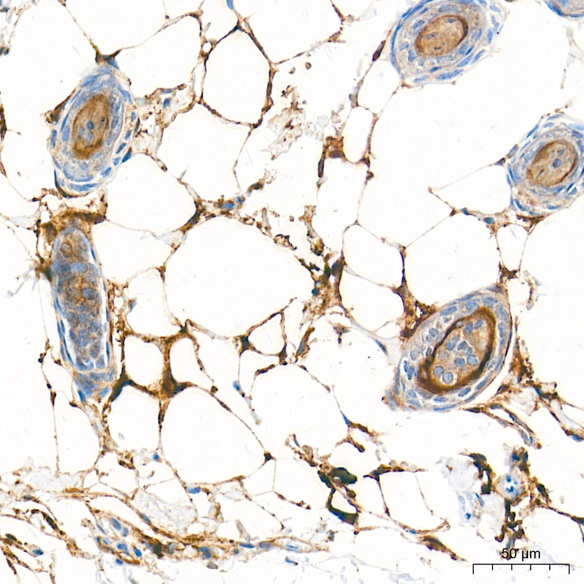 Immunohistochemistry: Fatty Acid Synthase/FASN Antibody (4U9S3) [Fatty Acid Synthase/FASN] - Immunohistochemistry analysis of paraffin-embedded Mouse skin tissue using Fatty Acid Synthase/FASN Rabbit mAb  at a dilution of 1:2000 (40x lens). High pressure antigen retrieval performed with 0.01M Tris-EDTA Buffer (pH 9.0) prior to IHC staining.